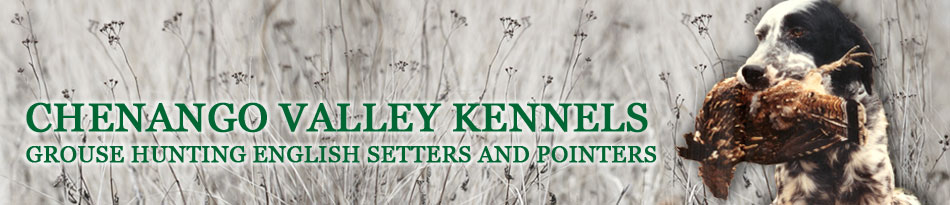 CV Kennels English Setters