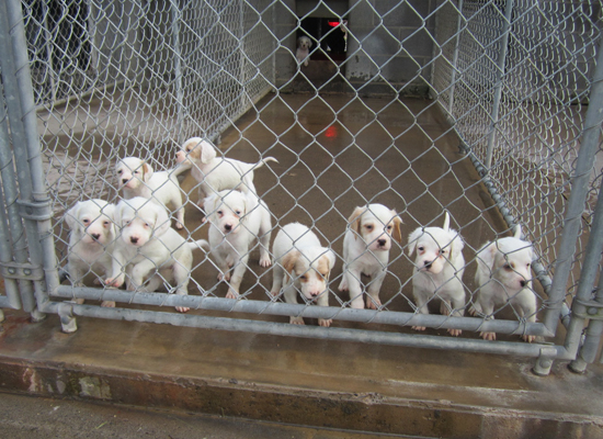 puppies for sale